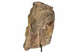 Fossil Sauropod Rib Section w/ Metal Stand - Colorado #304885-2